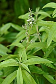 ALOYSIA TRIPHYLLA