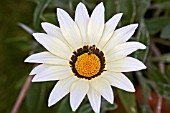 GAZANIA CHANSONETTE SERIES