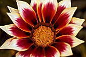 GAZANIA CHANSONETTE SERIES