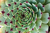 SEMPERVIVUM TECTORUM