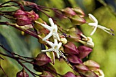 CLERODENDRUM TRICHOTOMUM FARGESII
