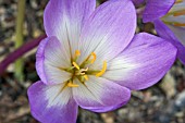 COLCHICUM SPECIOSUM