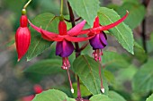 FUCHSIA BRILLIANT