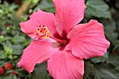 HIBISCUS ROSA SINENSIS