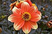 DAHLIA EYE CANDY