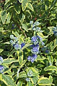 CARYOPTERIS CLANONDENSIS SUMMER SORBET