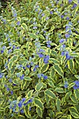 CARYOPTERIS CLANONDENSIS SUMMER SORBET