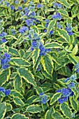 CARYOPTERIS CLANONDENSIS SUMMER SORBET