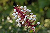 BERRIES OF ACTAEA ALBA