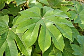 TETRAPANAX PAPYRIFER