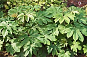 TETRAPANAX PAPYRIFER