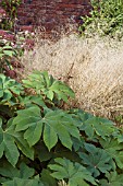 TETRAPANAX PAPYRIFER  AND DESCAMPSIA GOLDTAU IN AUTUMN