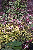 ACTAEA ALBA IN AN INFORMAL LATE SUMMER BORDER