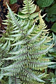 ATHYRIUM NIPONICUM PICTUM METALLICUM