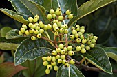 BERRIES ON VIBURNUM NUDUM