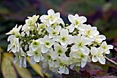 HYDRANGEA QUERCIFOLIA SNOWFLAKE