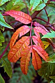 LEAF OF RHUS X PULVINATA RED AUTUMN LACE