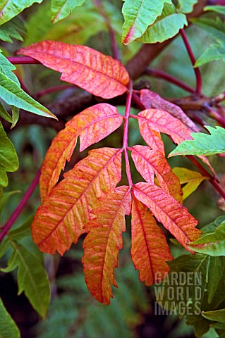 LEAF_OF_RHUS_X_PULVINATA_RED_AUTUMN_LACE