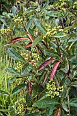 VIBURNUM NUDUM IN EARLY AUTUMN