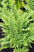 POLYSTICHUM SETIFERUM DAHLEM