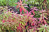 EUPHORBIA GRIFFITHI DIXTER IN AUTUMN