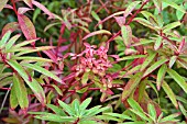 EUPHORBIA GRIFFITHI DIXTER IN AUTUMN