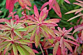 EUPHORBIA GRIFFITHI DIXTER IN AUTUMN