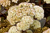 SEDUM STEWED RHUBARB