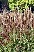 MISCANTHUS SINENSIS NIPPON