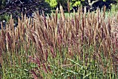 MISCANTHUS SINENSIS NIPPON