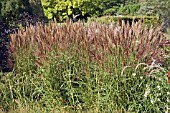 MISCANTHUS SINENSIS NIPPON