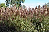 MISCANTHUS SINENSIS NIPPON