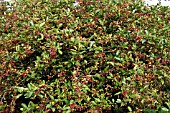 MALUS SARGENTII IN LATE SUMMER