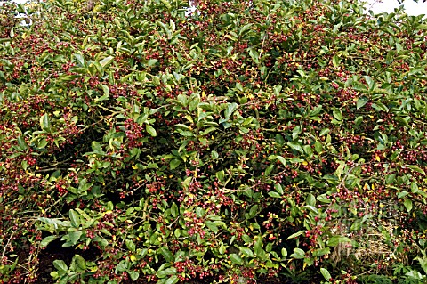 MALUS_SARGENTII_IN_LATE_SUMMER