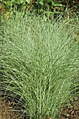 MISCANTHUS UNDINE