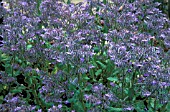 BORAGE,  BORAGO, OFFICINALIS, SEMI CLOSE UP