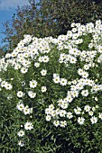 LEUCANTHEMELLA SEROTINA (CHRYSANTHEMUM ULIGINOSUM)