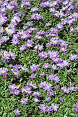 ASTER NOVI BELGII BLUE LAGOON