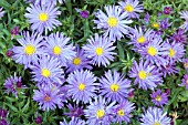 ASTER NOVI BELGII BLUE LAGOON