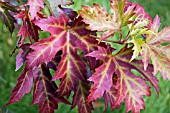 ACER SACCHARINUM PYRAMIDALE LEAVES IN AUTUMN