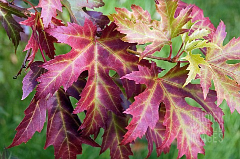 ACER_SACCHARINUM_PYRAMIDALE_LEAVES_IN_AUTUMN