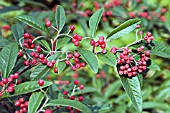 BERRIES ON COTONEASTER FRIGIDUS CORNUBIA