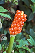 ARUM ITALICUM BERRIES