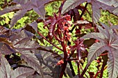 RICINUS COMMUNIS