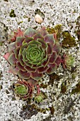 SEMPERVIVUM TECTORUM GROWING IN TUFA