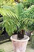 DICKSONIA ANTARTICA IN A TERRACOTTA POT