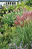 MISCANTHUS SINENSIS ROTSILBER IN LATE SUMMER BORDER