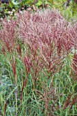 MISCANTHUS SINENSIS ROTSILBER