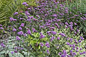 VERBENA BONARIENSIS IN MIXED BORDER