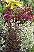 PENNISETUM SETACEUM RUBRUM IN LATE SUMMER BORDER